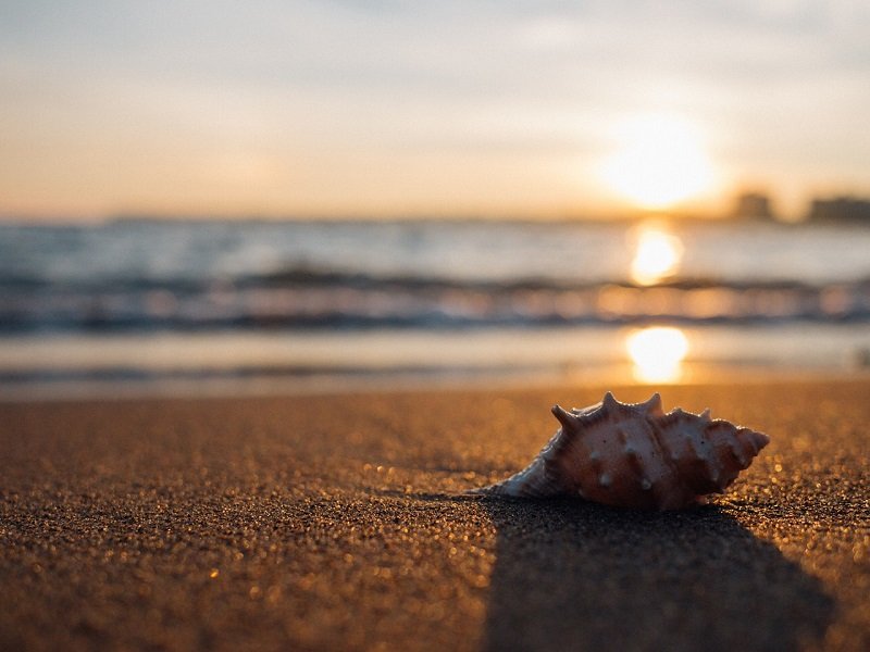 Muszla na plaży