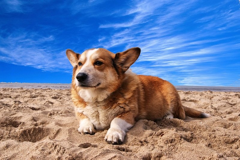 Pies Corgi na plaży