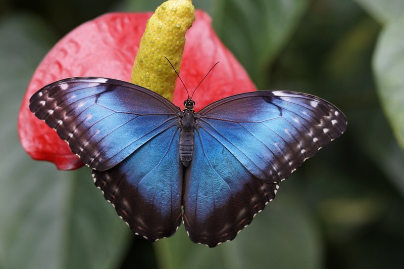 Niebieski motyl