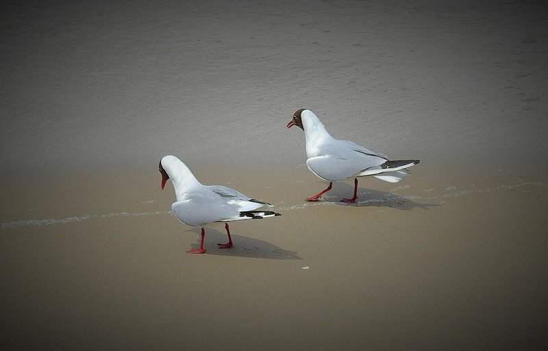 Mewy na plaży