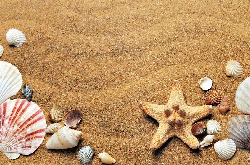 Muszelki na plaży